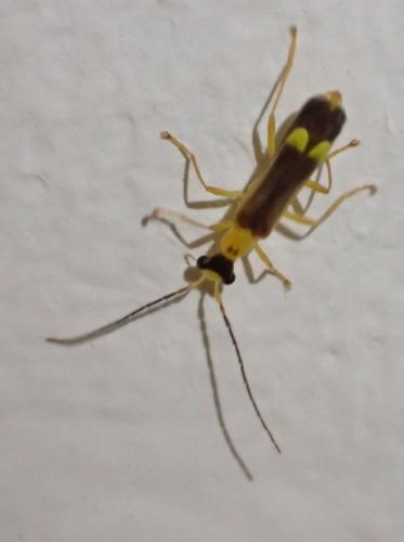 Malthinus flaveolus